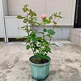 バラ苗ポールボキューズ(正規品)蕾 (フランスのバラ)