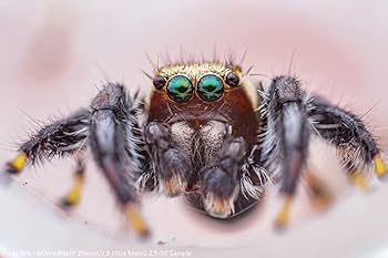 Venus Laowa Lente de foco manual ultra macro 25 mm f/2.8 2,5