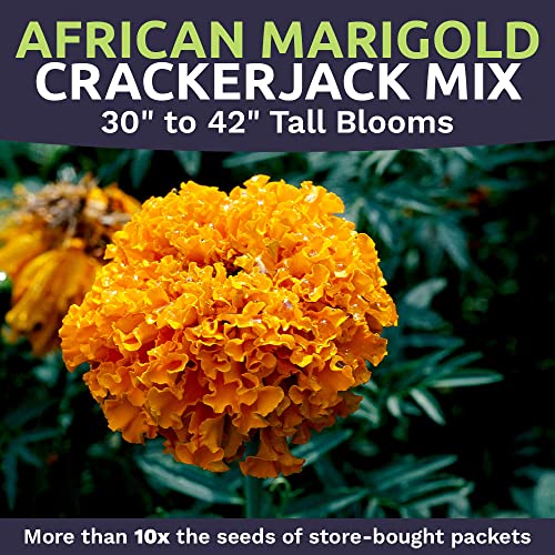 African Marigold Seeds Crackerjack Mix - Bulk 1 Ounce Packet - Over 10,000 Seeds - Huge Orange And Yellow Blooms… #TOP3