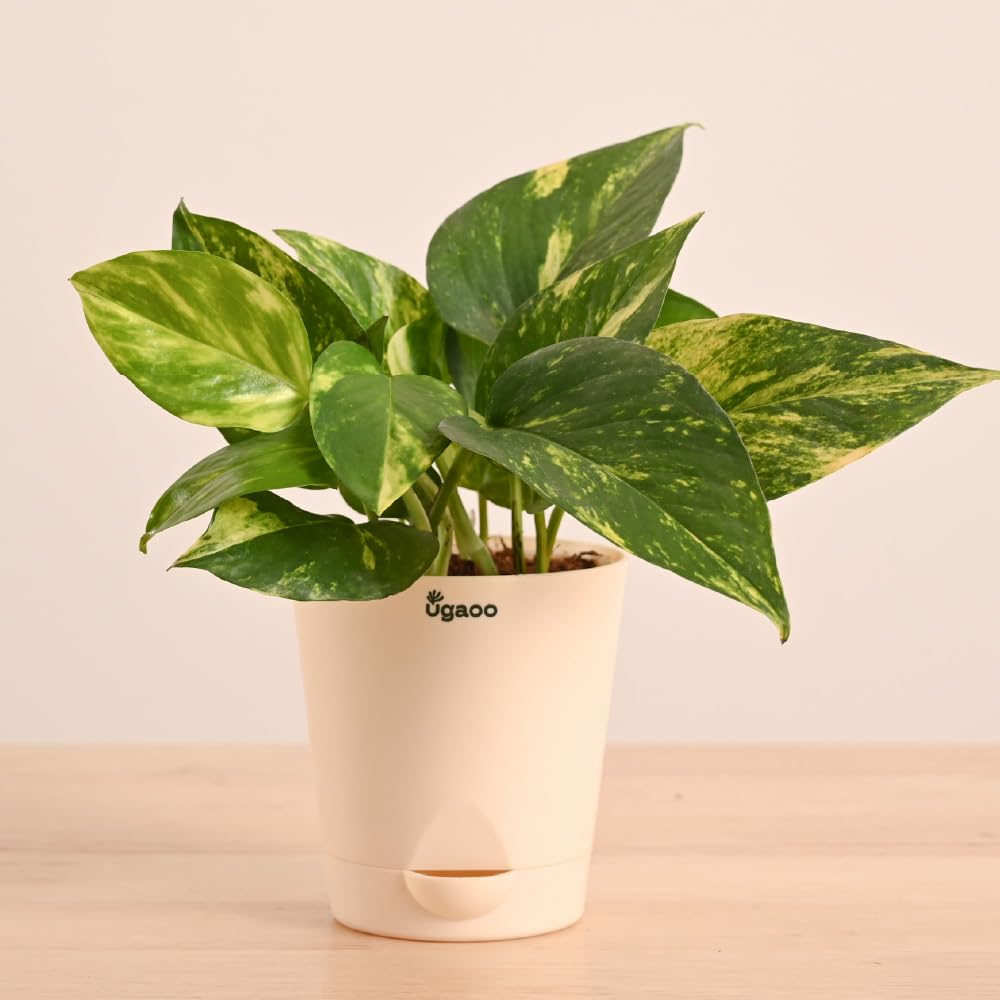 Ugaoo Variegated Money Plant - Self Watering -16