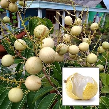 Image of All-Time12 Months Hybrid Grafted Guti Kolom Live Fruit Plant Original & Authentic for Outdoor Fast-Growing Fruit Plant Home Pack Of-1 (White Longan plant Pack of-1, Medium)