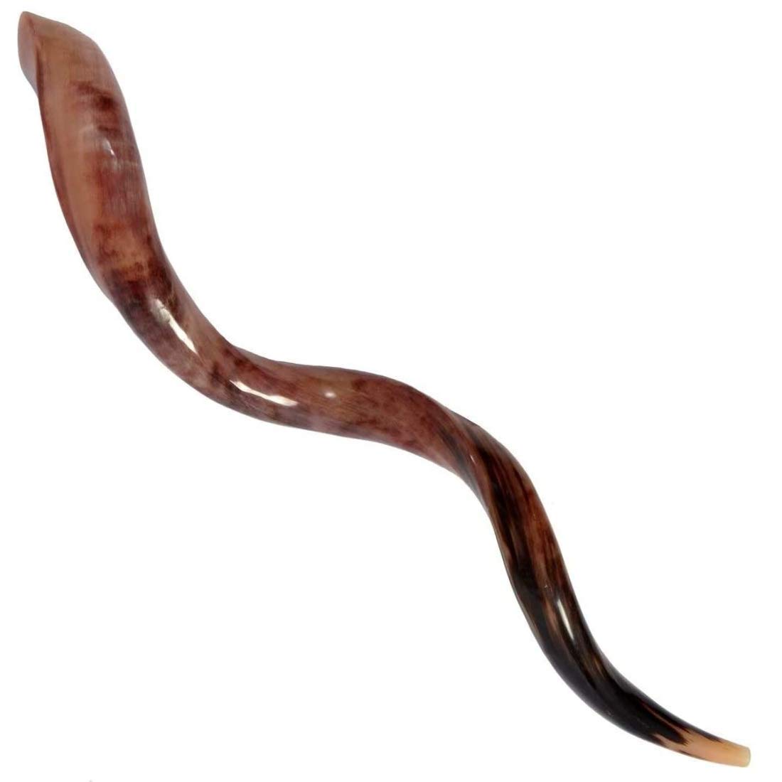 Half Polished Kosher Shofar from Israel, Kudu Shofar Horn, Officially Signed Certificate, Made in Israel (43