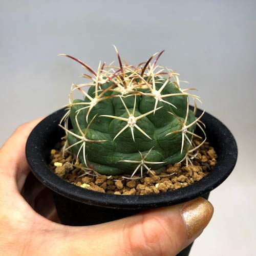 サボテン テロカクタス 紅鷹 古株 実生 サボテン：テロカクタス 紅鷹 T氏実生*幅4.5cm | サボテン＆多肉植物