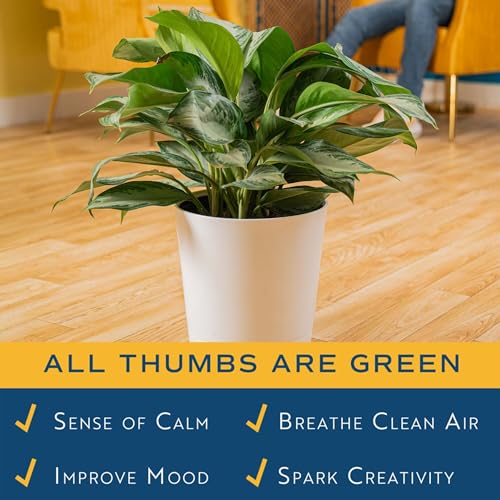 Image of Costa Farms Chinese Evergreen, Aglaonema Easy To Grow Live Indoor Plant in Premium Decor Planter Pot, Houseplant in Potting Soil Mix, Housewarming, Unique Home Decor or Room Decor, 2-3 Feet Tall