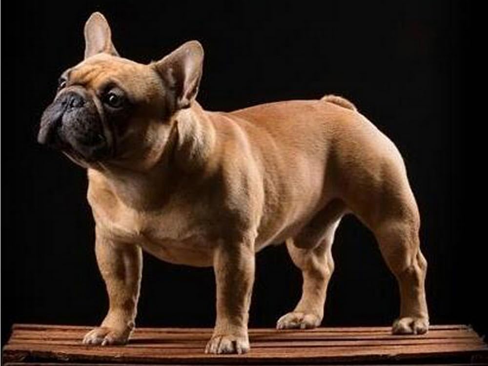 Yscolor White Full Diamond Embroidery 5D Diamond Painting French Bulldog Dog Cross Stitch Dog 3D Diamond Mosaic Patterns Needlework Christmas 11.8X15.8 In/30X40cm