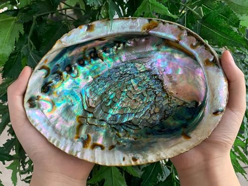 Abalone Shell, Seashell Incense Burner, Smudge Bowl for Holding Smudge Sticks, Incense, Crafts, Display, Jumbo - 7