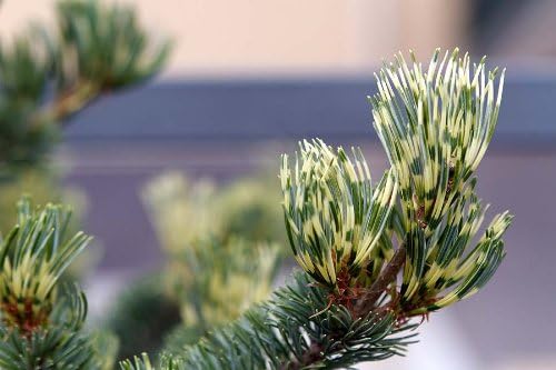Pinus parviflora Fukai 2 - Year Live Plant