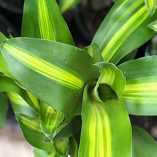American Plant Exchange Mass Cane Dracena Massangeana Live Plant, 6\" Pot, Top Indoor Air Purifier