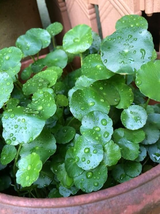 Image of Live Chinese Money Plant Coin Good Luck Feng Shui Plant pilea peperomioides pancake missionary plant indoor outdoor plant for office desk balcony terrace garden and home .with white pot (pack of 1)