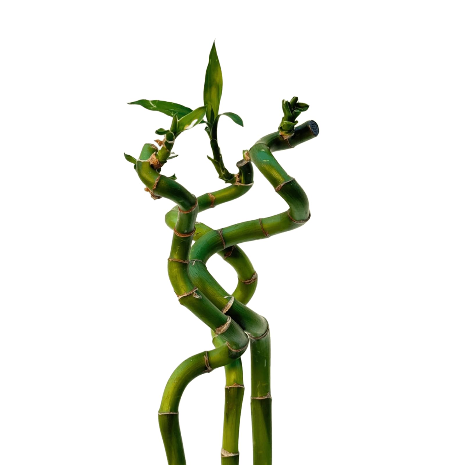 VANDAS Lucky Bamboo – Dracaena Sanderiana | Bamboo della Fortuna | Pianta Ornamentale Coltivabile in Acqua | Vari Steli e Altezze (3, 60 Cm)