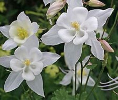 50+ Aquilegia White Star Columbine Flower Seeds / Perennial