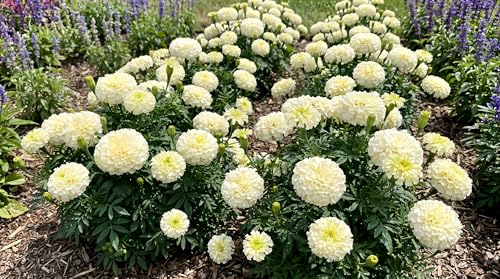 Image of Low Maintenance Hybrid Flower Seeds Combo Pack- All Year Flower Seeds Supply (MARIGOLD 2 VARIETIES)