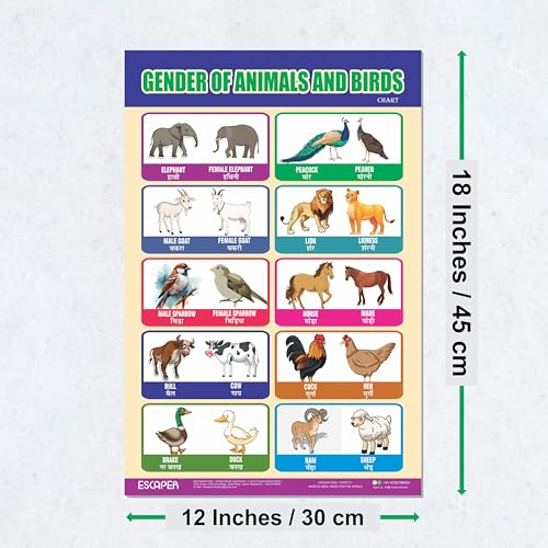 Image of ESCAPER Gender of Animals & Birds Educational Charts for Kids, (11.5 x 17.5 inches), Kids Study Material, Learning Chart, Perfect For Home Schooling, Nursery Students