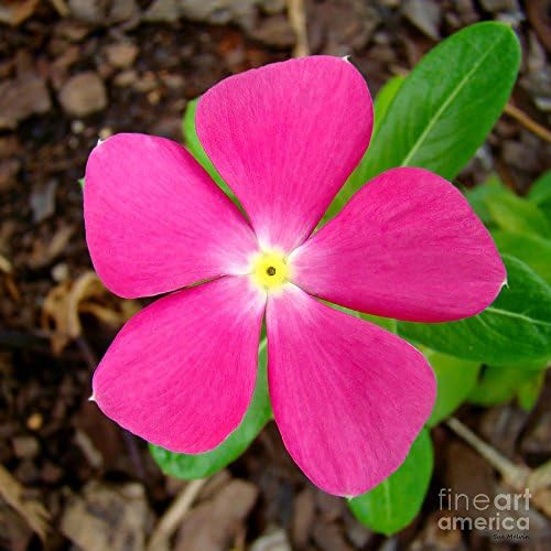 Miniatura 2 de Vinca Seeds-Deep Pink Bígaro (200 semillas) Amantes del calor Anuales Flores,