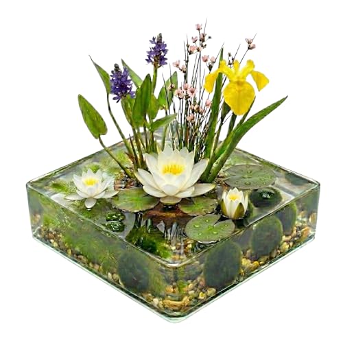 vdvelde․com   Set Completo de Plantas Acuáticas Blanco 25 90L, con Nenúfar Enano Blanco, 11 Plantas, Plantas Oxigenantes, Sustrato y Bacterias, Mini Estanque para Agua Limpia sin Filtro, Resistente