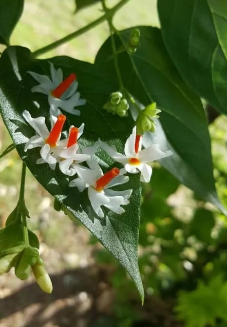 Image of Live Original Parijat Plant | Harsingar night flowering jasmine plant | Night bloom Jasmine | Pack of 1