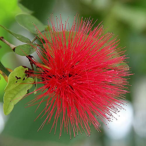Mphmi Plants Powderpuff Hybrid Red/Calliandra Plant- Flowering Shrubs Flower Garden Live Plant Nursery Indoor Outdoor Living Plants