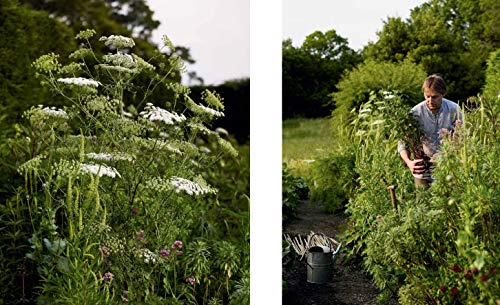 Luciano Giubbilei: The Art of Making Gardens