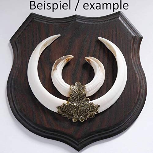 GTK - Geweihe & Trophäen KRUMHOLZ 5 carteles con escudo de jabalí en forma de escudo AF 19 cm, con hoja de roble, portada maciza + pequeña