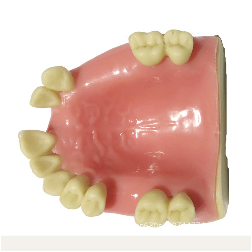 sjdoPulse Teeth Teaching Model - Maxillary Missing Tooth Model - Dental Teeth Study Teaching Model - Simulation Oral Tooth Teeth Demonstration Model - for Study Teaching (A)