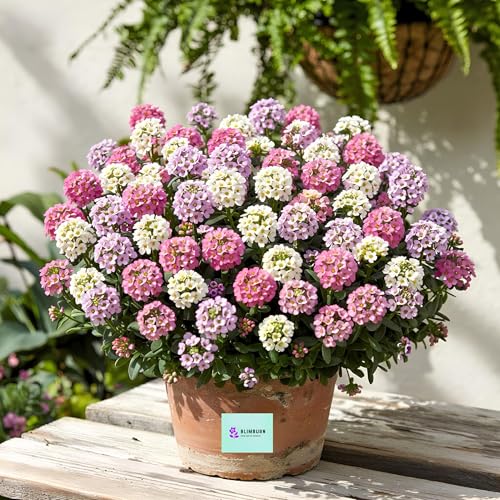 Image of BlimBurn Alyssum Flowers Mix Seed - 100+ Hybrid Seeds, All Year Grow, Easy To Grow & Care.