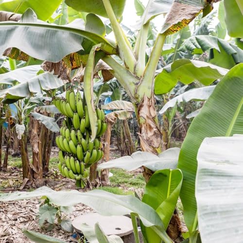 semi di banana semi esotici 10pcs