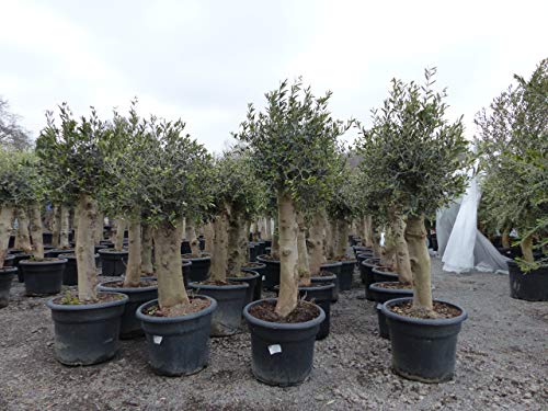 Olivenbaum Set 2 Stück 40 Jahre + 20 Jahre alt, beste Qualität, winterharte Olive - Image 8