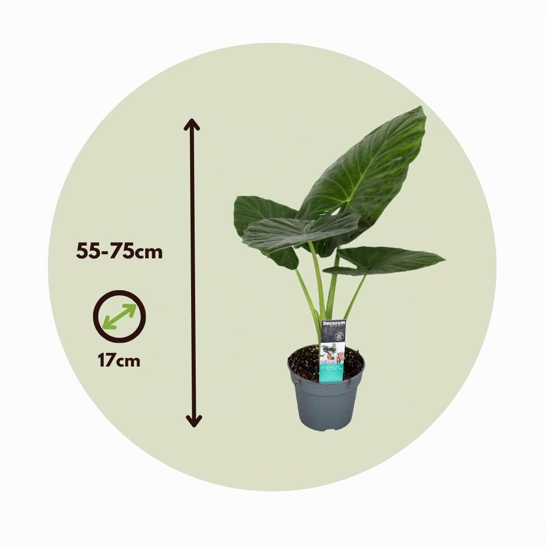 Plant in a Box - Alocasia Odora - Set di 2 - Bellissima Pianta verde da appartamento - Vaso 17cm - Altezza 55-75cm