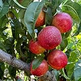 melocotonero baby gold 6 Ideale per attività familiari, semplice e divertente.