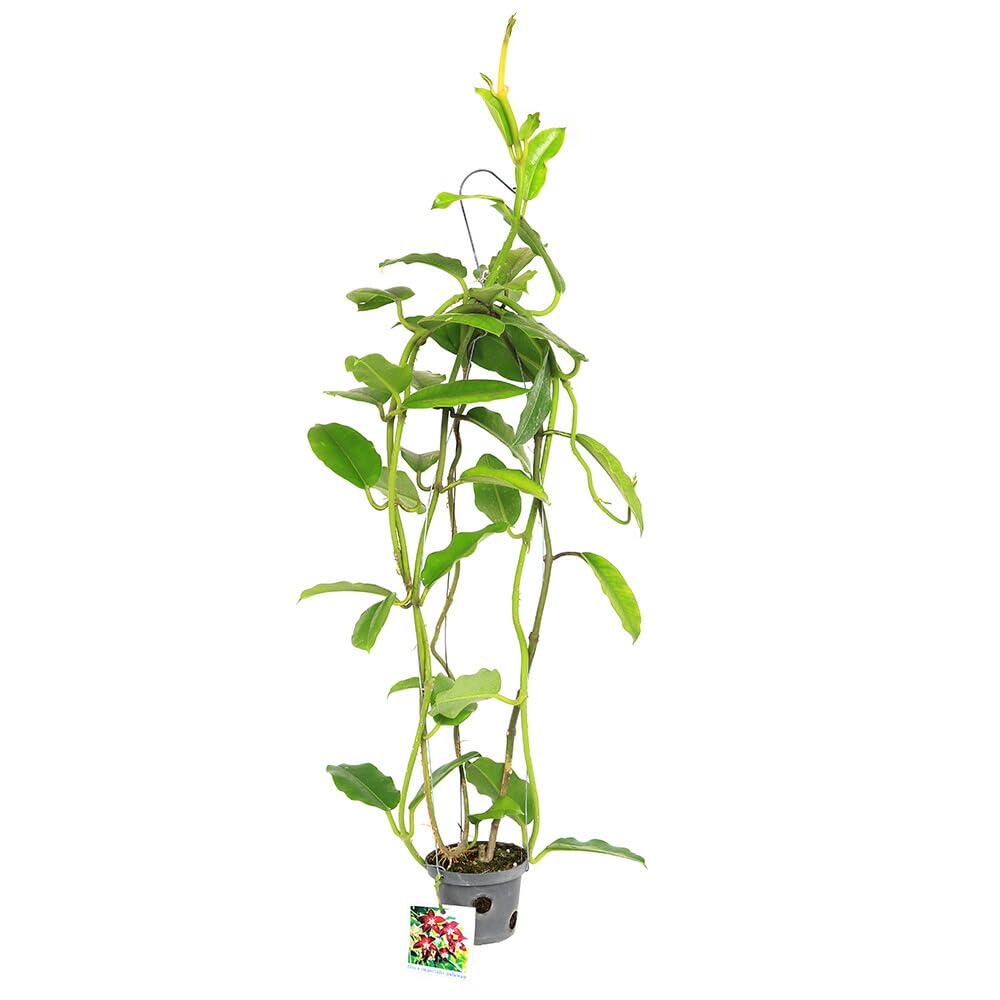 Amazon｜《終売》（観葉植物）ホヤ インペリアリス パラワン 吊り鉢