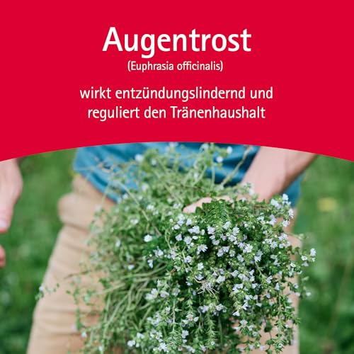 Euphrasia Augentropfen 10x0,5ml; beruhigen gerötete, gereizte und tränende Augen und lindern allergische Bindehautentzündungen.