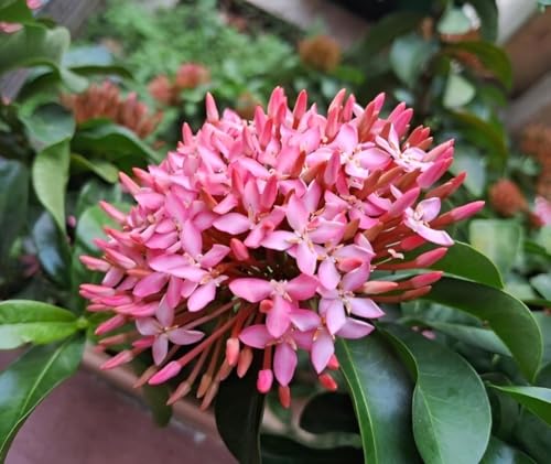 Image of Most Beautiful Fragrange Hybride inch Flower inchTree Plant Pack of 1|| For Home Garden Outdoor Live Flower Tree Plant (Pink Rangon)