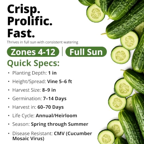 Image of HOME GROWN Organic Marketmore Cucumber Seeds 200+ Heirloom Non-GMO Seeds for Planting, High Germination, Hardy & Vigorous Slicing Cucumber, Trellis & Raised Bed Garden (Cucumis sativus)