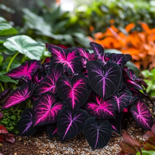 Hervorragende Funkien-Rhizom, Überraschend wachsend, Winterhart Mehrjährig, Geeignet für Frühling und Herbst, Kein Gießen Erforderlich-4 Rhizom-g