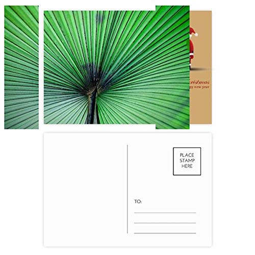 Cartes postales photo avec feuilles fraîches le lot de 20 idéal à offrir