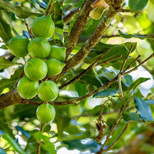How macadamia farms are reducing run off and improving yield