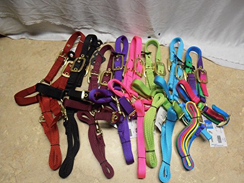 Valhoma Heavy Duty Nylon Sheep Show Halter with Detachable Lead Neon Rainbow (Black)