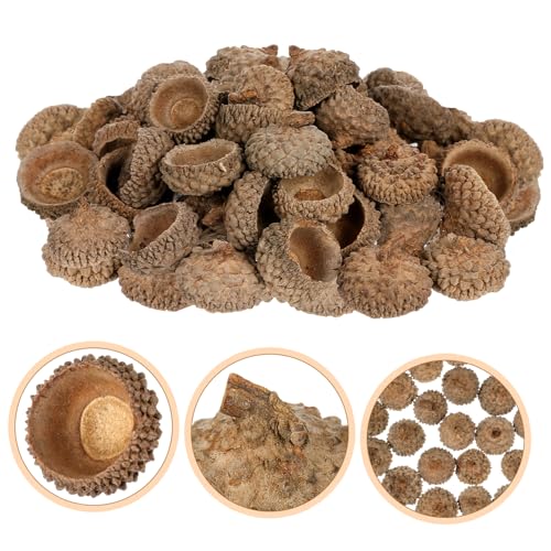 Cáscaras naturales de bellota para manualidades 50 piezas miniatura 7