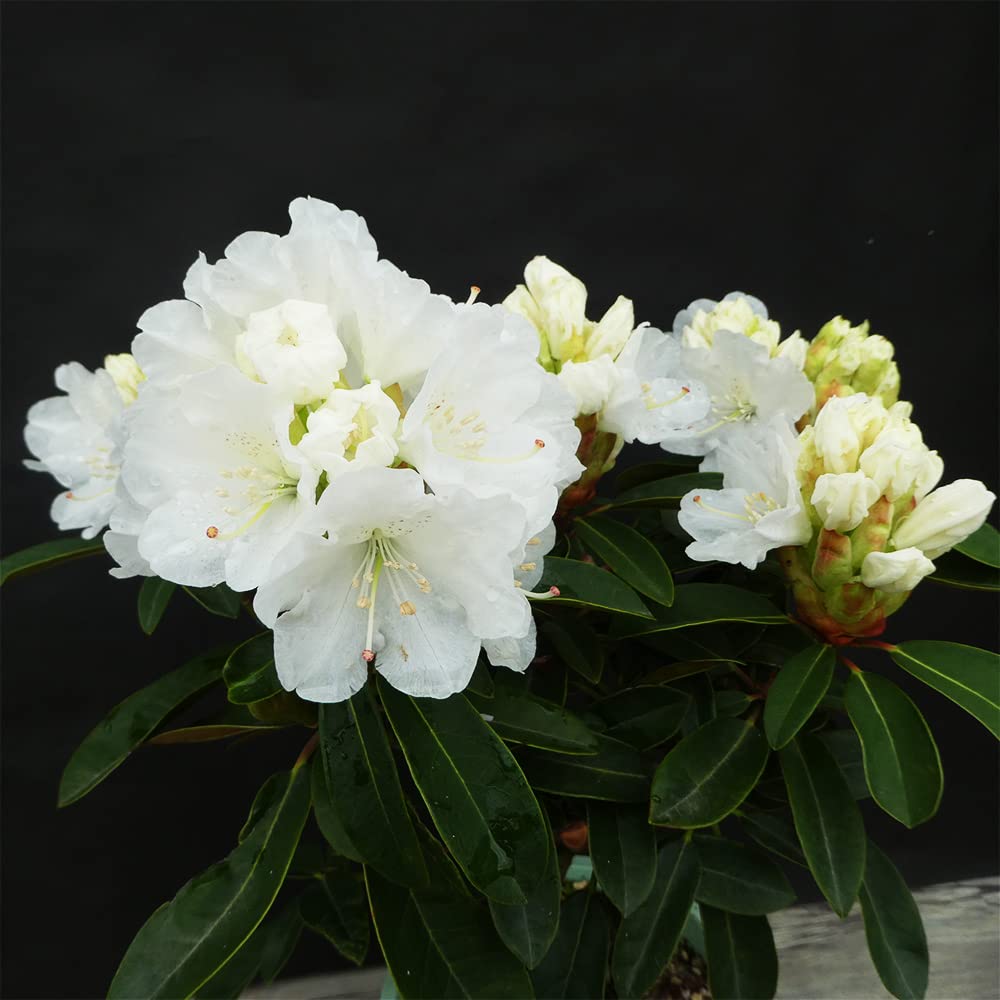 西洋シャクナゲ　石楠花 9号鉢　蕾付き　5年生 Amazon.co.jp: 【蕾付き】 西洋シャクナゲ 【 初雪 】苗 苗木 接木2