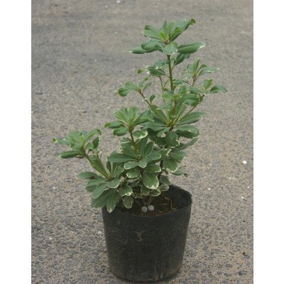 斑入りトベラ (フイリトベラ) 5号ポット