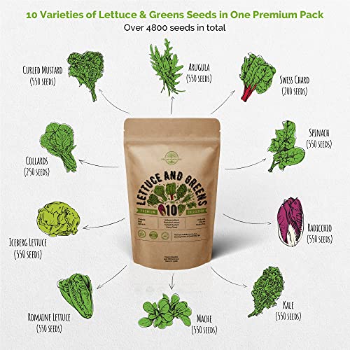 10 Lettuce & Salad Greens Seeds Variety Pack 4800+ Non-Gmo Heirloom Lettuce Seeds For Planting Indoors & Outdoors Garden, Hydroponics - Arugula, Radicchio, Kale, Spinach, Swiss Chard, Lettuce & More #TOP2