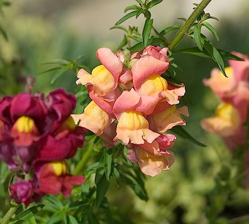 Snapdragon Flower Seeds For Planting - Non-Gmo Beautiful Flowers To Plant In Your Garden #TOP1