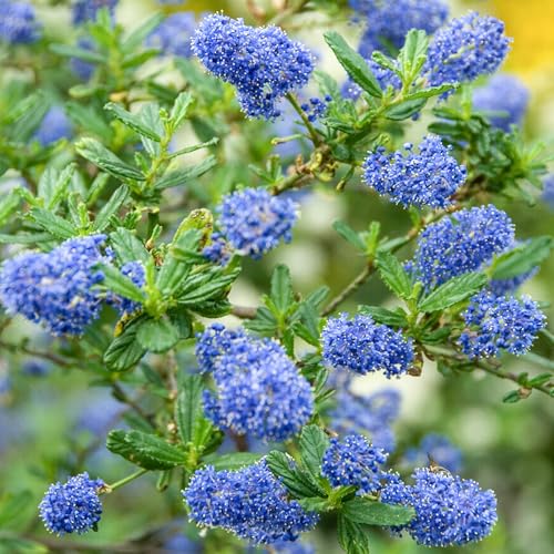 Ceanothus Italian Skies Plantas de Jardín Exterior Listas Arbusto de Hoja Perenne en Maceta