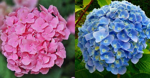 2 x 3 Litre (19cm Pot) Hydrangea Macrophylla (Pink/Blue)