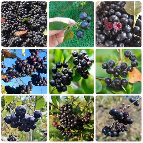 Semillas de Aronia Melanocarpa, resistentes para el jardín semillas raras enanos resistentes invernaderos de balcón 300pcs