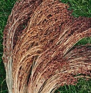 Sorghum Broom Corn Red Head 2,000 Seeds