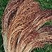 Sorghum Broom Corn Red Head 2,000 Seeds