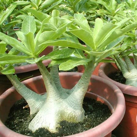 Amazon｜【種子】Adenium Arabicum Brazilian◇アデニウム・アラビカム