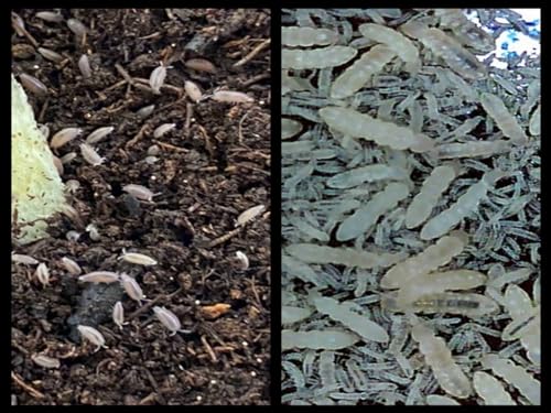 Dwarf Purple Isopods (Qty-25) & Springtails (8 oz Seeding Cuture) Combo Package, for Amphibian/Reptile/Invertebrate Bioactive Habitats, by Critters Direct