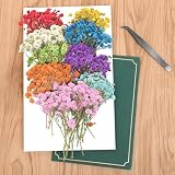 100 Piezas Mini Flores Prensadas Secas, Tarjetas de felicitación y Joyas de Resina
